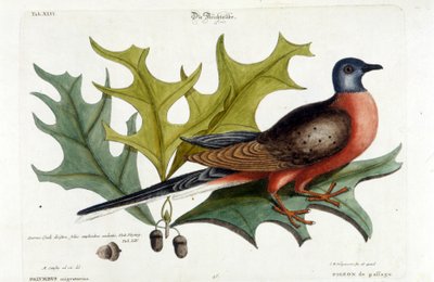 Pigeon migrateur, maintenant éteint. Zoo, Seligman 1749 - Johann Michael Seligmann