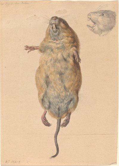Une souris des champs, vue de dessous - Johann Rudolph Schellenberg