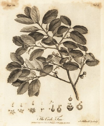 Chêne-liège, Quercus suber - Johann Sebastien Muller