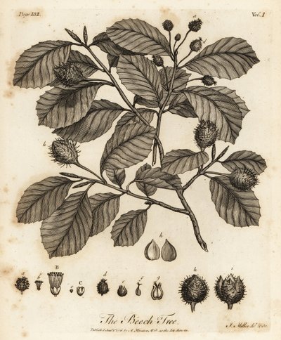 Hêtre européen ou hêtre commun, Fagus sylvatica - Johann Sebastien Muller