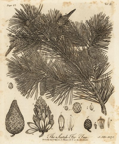Pin sylvestre, Pinus sylvestris - Johann Sebastien Muller