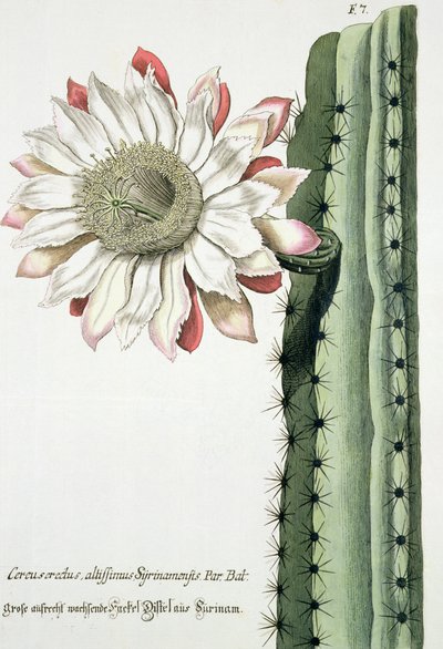 Cereus Erectus Altissimus Syrinamensis de Phythanthoza Iconographica publié en Allemagne, 1737-45 - Johann Wilhelm Weinman