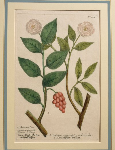Balsami occidentalis arbuscula, gravure en couleur - Johann Wilhelm Weinmann