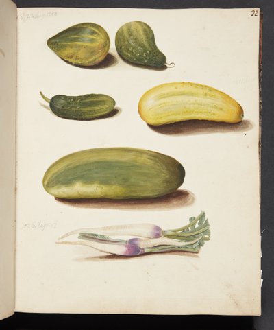 Étude de légumes - Johanna Fosie