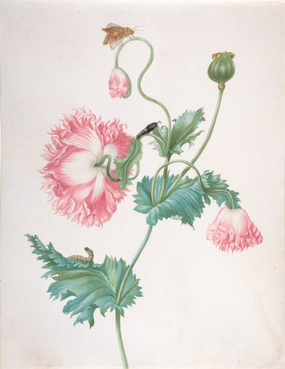 Un coquelicot à trois stades de floraison, avec une chenille, une chrysalide et un papillon - Johanna Helena Graff