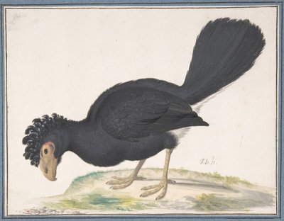 Un grand hocco - Johannes Bronckhorst