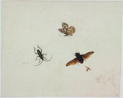 Quatre insectes, fin du XVIIe siècle - Johannes Bronkhorst