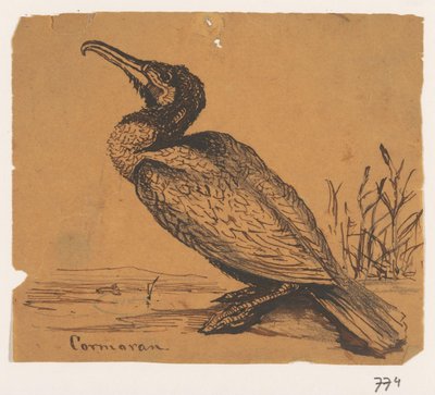 Cormoran - Johannes Tavenraat