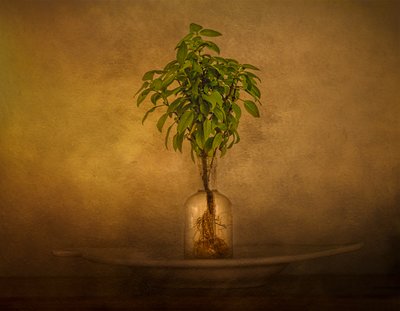 Nature morte avec une plante enracinée - John-Mei Zhong