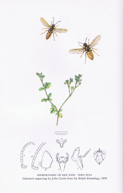 Guêpe ancrée ou guêpe rouge, Nature en Grande-Bretagne publiée par Collins - John (after) Curtis