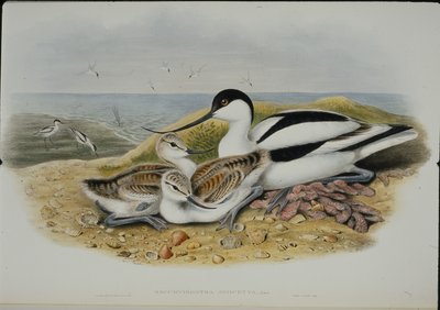 Avocette (Recurvirostra Avocetta) - John (after) Gould
