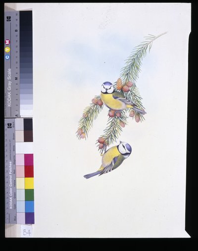 Mésange bleue (Parus Caeruleus) - John (after) Gould