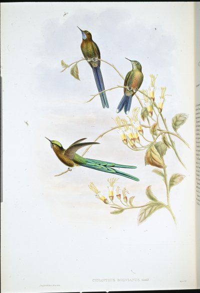 Sylphe bolivien (Cynanthus Bolivianus) - John (after) Gould