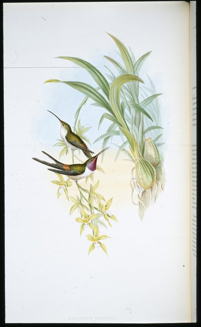 Colibri du soir - John (after) Gould