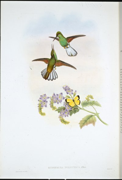 Queue rayée grise (Eupherusa Poliocerca) - John (after) Gould