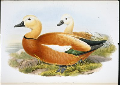 Tadorne casarca (Casaraca Rutila) - John (after) Gould