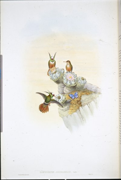 Coquette de Salvin - John (after) Gould