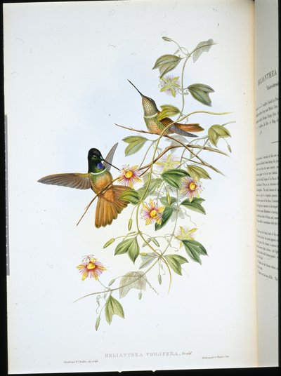 Frontlet étoilé à gorge violette - John (after) Gould