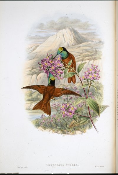 Colibri arc-en-ciel de Warszewicz (Diphlogaena Aurora) - John (after) Gould