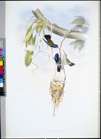Saphir à gorge blanche - John (after) Gould