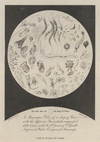 Vue microscopique d