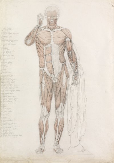 Étude anatomique : la musculature humaine, en contrapposto - John Bathe