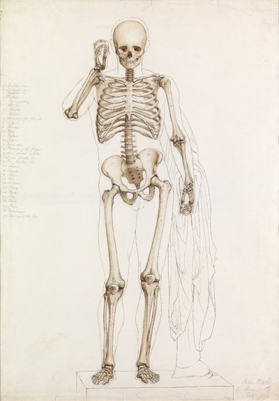 Étude anatomique : le squelette humain, en contrapposto, 1870 - John Bathe