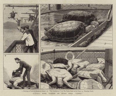 Ramener des tortues à bord du HMS Jumna - John Charles Dollman