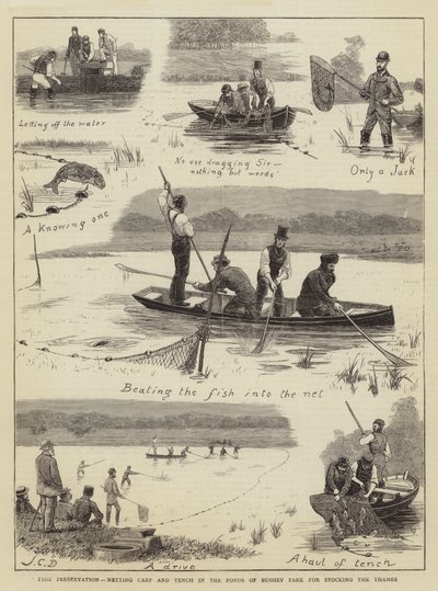Préservation des poissons, capture de carpes et de tanches dans les étangs de Bushey Park pour le stockage de la Tamise - John Charles Dollman