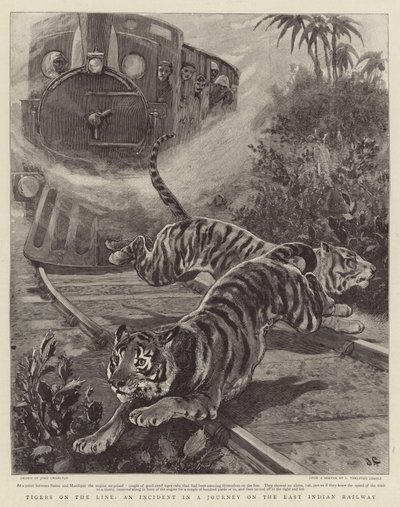 Tigres sur la Ligne, un Incident lors d
