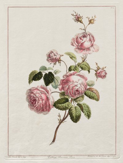 Une collection de fleurs dessinées d