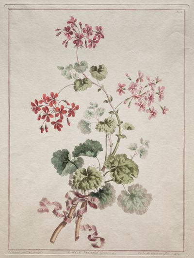 Collection de fleurs dessinées d