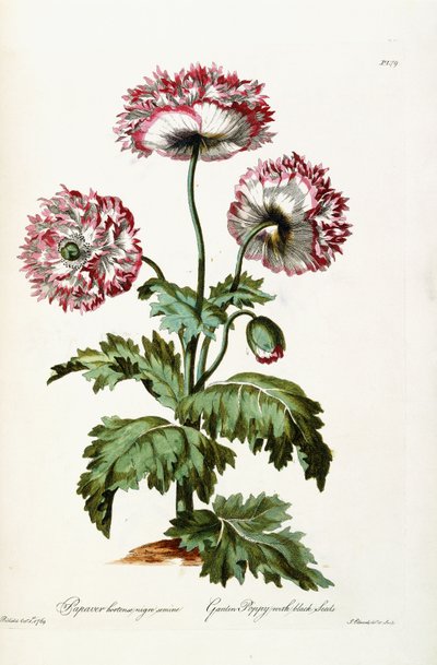 Pavot de Jardin avec Graines Noires, 1769 - John Edwards