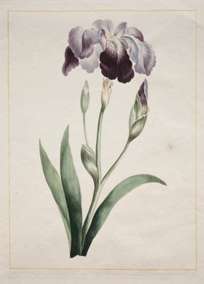 Iris japonais (Grand iris bleu) - John Edwards