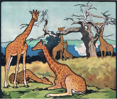 Girafes, illustration de 