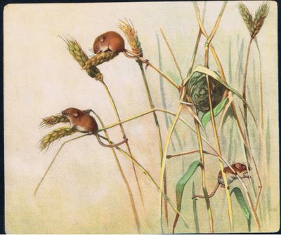 Souris des moissons, illustration de 