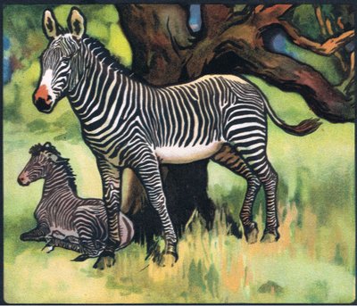 Zèbres, illustration de 