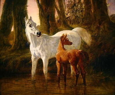 Cerf et Poulain effrayés en s
