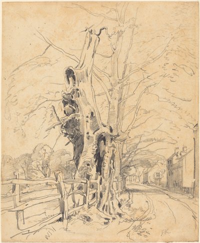 Arbres près d