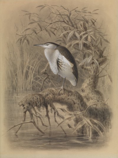 Petit butor, Ixobrychus minutus - John Gerrard Keulemans
