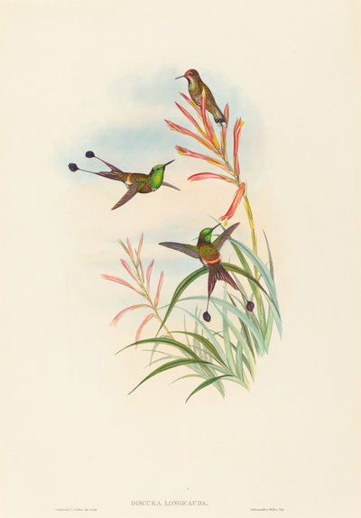 Discura longicauda Racket-Tail. Créateurs : John Gould, Henry Constantine Richter - John Gould and Henry Constantine Richter John Gould and Henry Constantine Richter