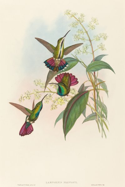 Lampornis prevosti - John Gould and Henry Constantine Richter John Gould and Henry Constantine Richter