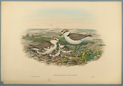 Aegialophilus Cantianus - Gravelot à collier interrompu - John Gould