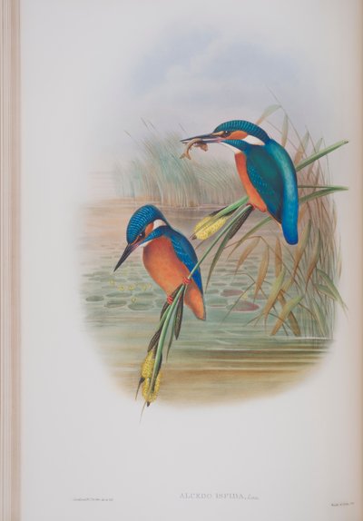 Alcedo Ispida, planche tirée de The Birds of Great Britain par John Gould, publié 1862-73 - John Gould