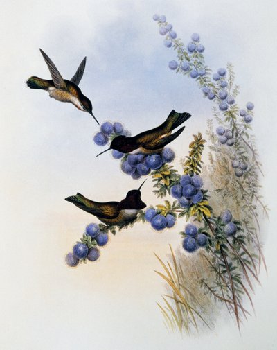 Colibri d