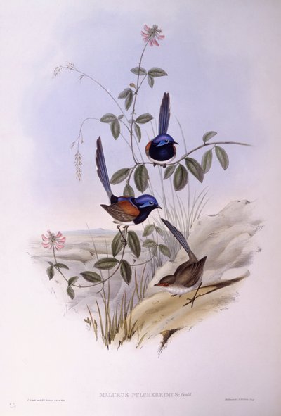Mérion à poitrine bleue (Malurus pulcherrimus), Gravure de John Gould - John Gould