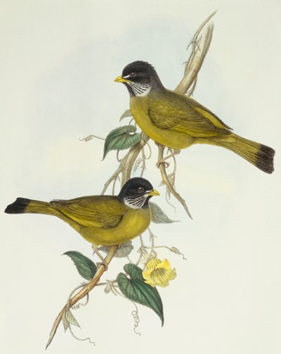 Bulbul à collier (Spizixos semitorques), gravure par John Gould - John Gould