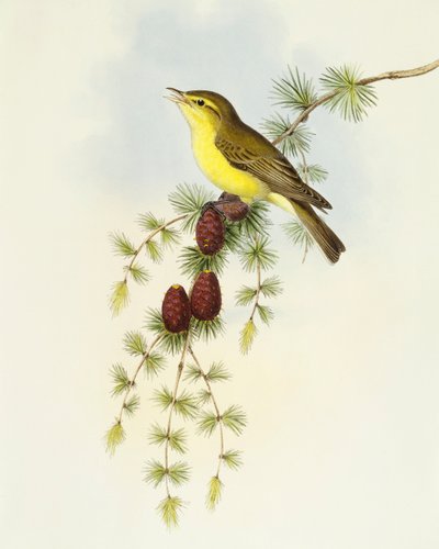 Gobemouche (Ficedula hypolaris), gravure par John Gould - John Gould