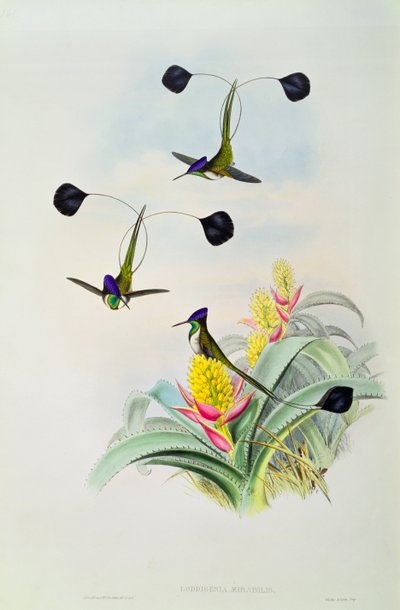 Colibri, gravé par Walter et Cohn - John Gould