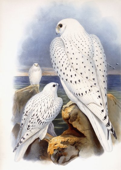 Illustration de faucons, 1873 - John Gould